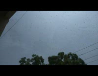 Swarm of locust fly in the air tree lines