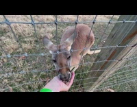 Kangaroo hand fed with food pellets on the fence