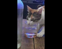 Cat drink lick water inside glass table