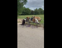 Man takes photo of eight dogs