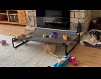 Dog got stuck under elevated dog bed