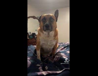 Collab Clips MPUGC - Dog stares at hooman strangely 