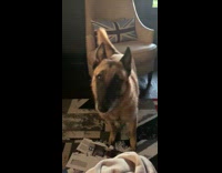 Dog sits tongue out front of owner