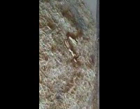 Eastern fox snake mate inside farm house