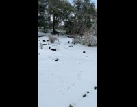 Cat running around snow trips and falls on face 