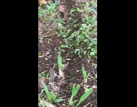 Colony of ants carries bits of leaves