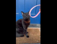 Cat wouldnt move with wristband on head