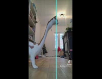 Filmer makes a dinosaur out of his cat with filter effect