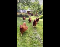 Five brown chickens run grass slow motion 