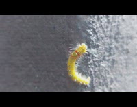 Yellow hairy caterpillar crawl on the wall
