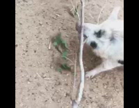 Pig carries tree branch around goats farm