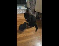 Collab BitchIG2 - Black and white cat next to filter of itself