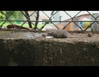 Rescued thirsty little shrew drink water garden