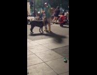 Dog with fur that looks like lion mane glasses