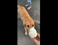 Brown dog eats entire ice cream cone 