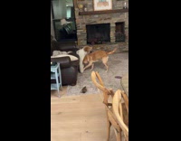 Dog first time play with other dog