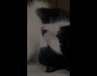 Cat asleep with movement from its mouth