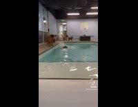 Collab BitchMP - Swarm group of dogs run through door and into pool