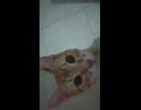 Orange cat stands hits phone tile floor 