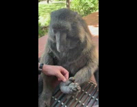 Collab Pets For All - Cindy grey baboon thorns in foot 