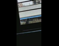 Wild pigeon stares and look inside from the window outside