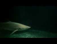 Shark stingray fish dark aquarium slow motion