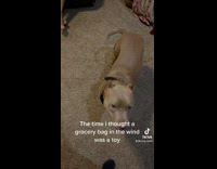 Collab BitchMP - Dog backseat of car playing with plastic bag 