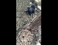 Collab Clips MPUGC - Man calls black squirrel squigga