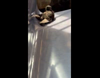 Pigeon sitting on the subway seats