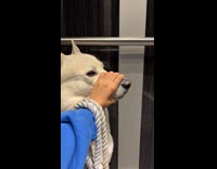 Woman hold mouth of large white dog