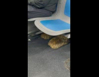 Furry Mascot Boots Under Mans Bus Seat