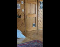 Dog pokes head through cat door