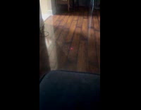 Dog chases laser from the thermometer gun