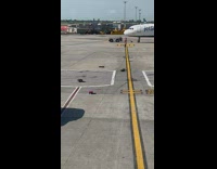 Dropped and abandoned suitcases on the tarmac at the airport 
