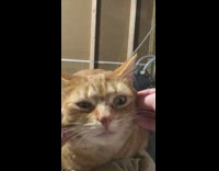 Girl plays with cheeks of orange cat