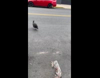 Turkey roam on street hide under trailer