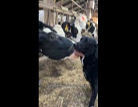 Woman shows difference on her 2 dogs