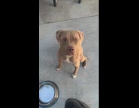 Woman showing how well behaved her dog is 
