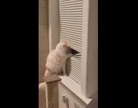 Cat sits near window peeping through blinds