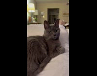 Woman yawning to make cat yawn