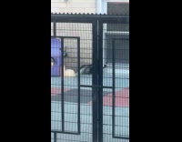 Skunk roaming on playground