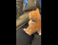 Cat on subway use ribbon as leash