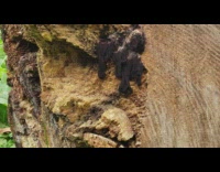 Weird dark fungi drip on tree trunk