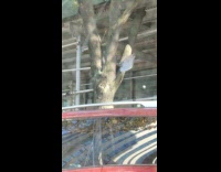 Collab winy - White shovel in tree branch 