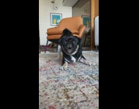Black brown pug dog barks orange armchair 