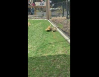 Tortoise rolls downhill 