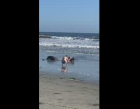Woman orange bikini roll around seaside spread body