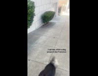 Dog poop rolls down san francisco street