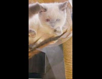 Grey white kitten clear dome feather toy 