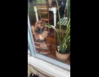 Dog bites plant and scratches the glass